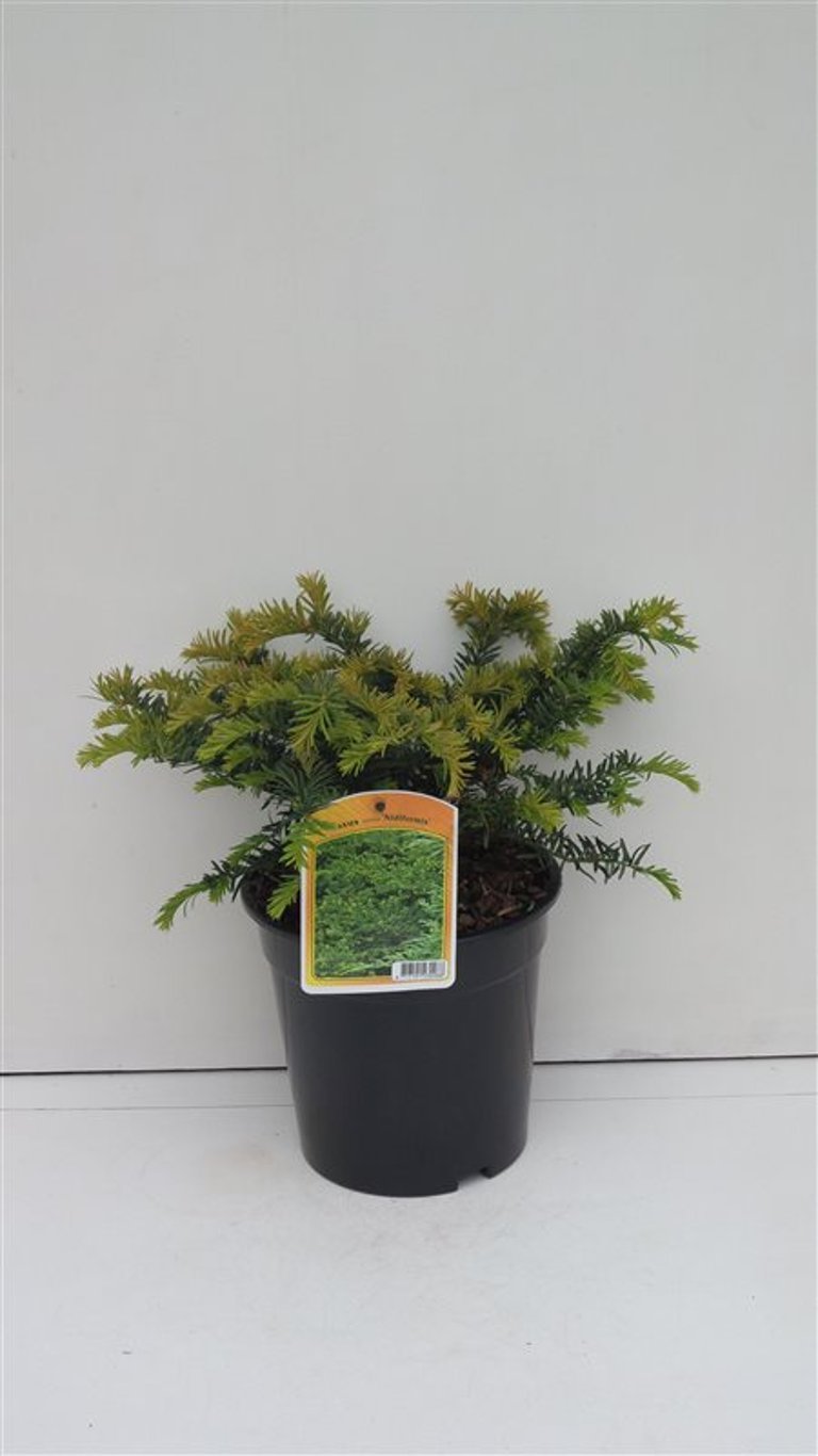 Taxus media 'Nidiformis' - C3 20-25 CM